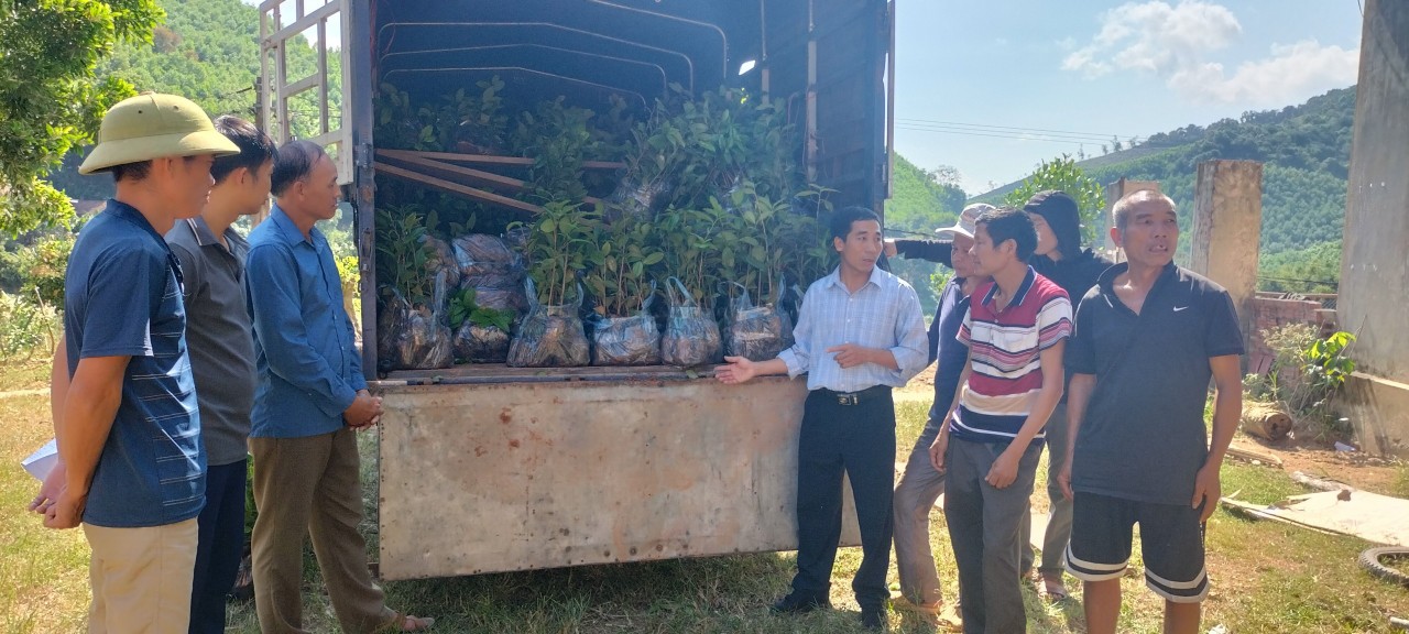 TT Khuyến nông: Hỗ trợ nông dân trồng trà hoa vàng, liên kết sản xuất và tiêu thụ sản phẩm